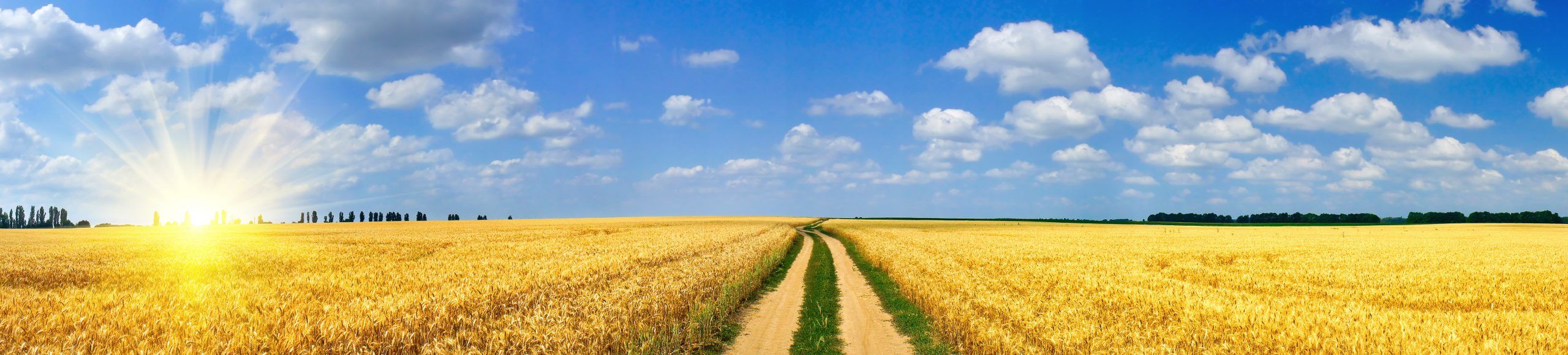 Panoramic,View,Of,Golden,Wheat,Field,By,Summertime.