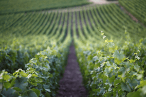 agriculture1